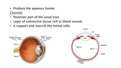 Disorders of uveal tract | PPTX