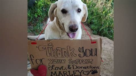 ‘Hero’ dog takes 2 rattlesnake bites to save beloved owner