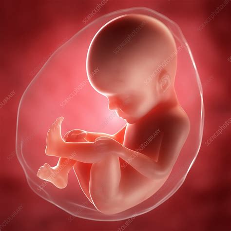 Foetus at 27 weeks, artwork - Stock Image - F006/9172 - Science Photo ...
