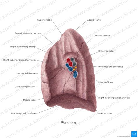 What Is Apex In Lung at Mary Nugent blog