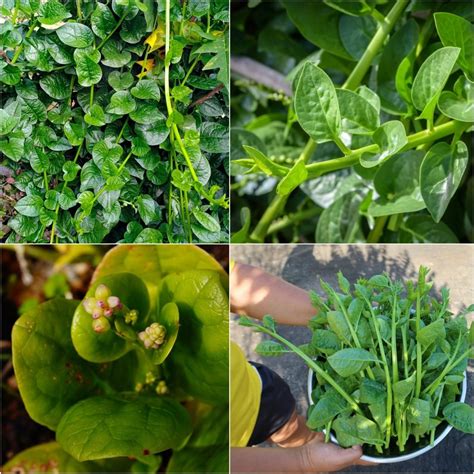 Buy Spinach - Malabar (Ceylon) Green seeds Online | Happy Valley Seeds