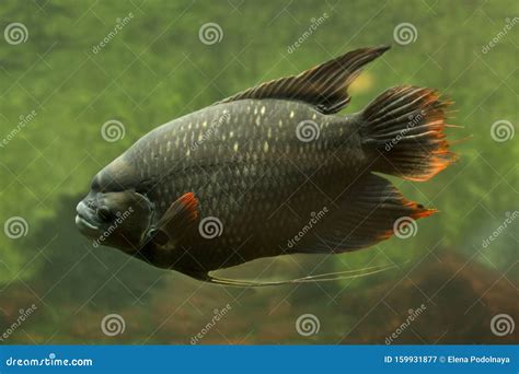 Giant Red Teil Gourami Osphronemus Laticlavius. Stock Image - Image of ...