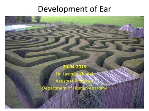 Image result for Ear Embryonic Development