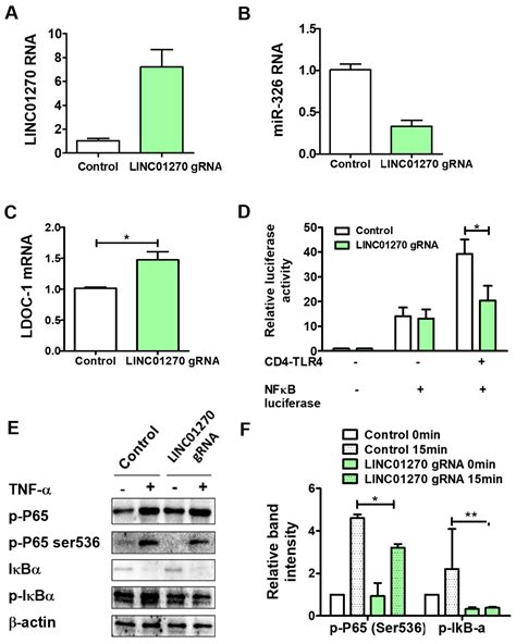 LINC01270 Regulates the NF-κB-Mediated Pro-Inflammatory Response via ...