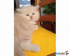 gatti persiani regalo immagini di gatti persiani yr53 pineglen gatti persiani regalo immagini di gatti persiani yr53 pineglen
