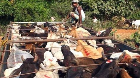 Cattle from Haryana, UP were smuggled: Trinamool alleges BJP ...