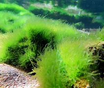 alga 的图像结果