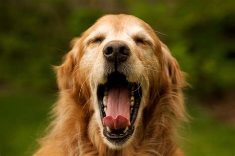 Yawns Are Contagious in Dogs, Too - ABC News