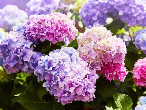 How to Warm Your Soil for Optimal Plant Growth