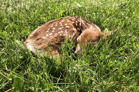 Image result for Springtime Animals