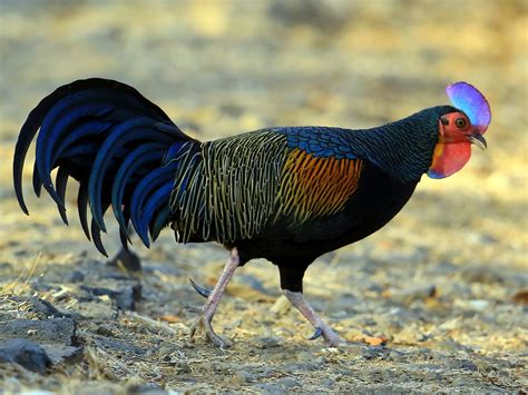 Green Junglefowl - eBird