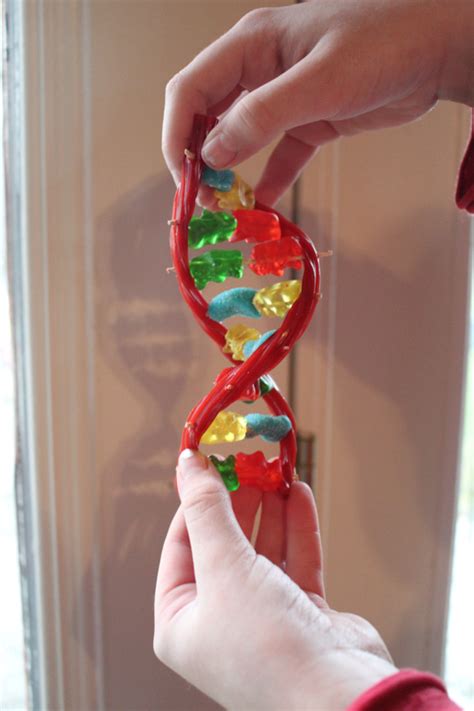 Image result for easyDNA DIY Model