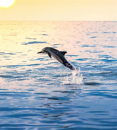 Bottlenose Dolphin Jumping