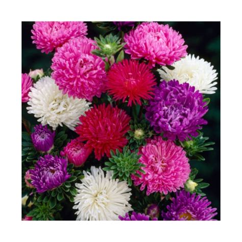 Buy Aster Mixed Flower Seeds in India