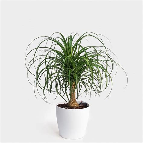 OXY GREEN PLANT Ponytail Fountain Palm Live Indoor/Outdoor Plant ...