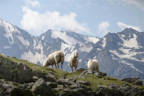 电脑wallpaper 的图像结果