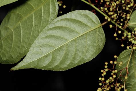 Perrottetia ovata Hemsl. | Plants of the World Online | Kew Science