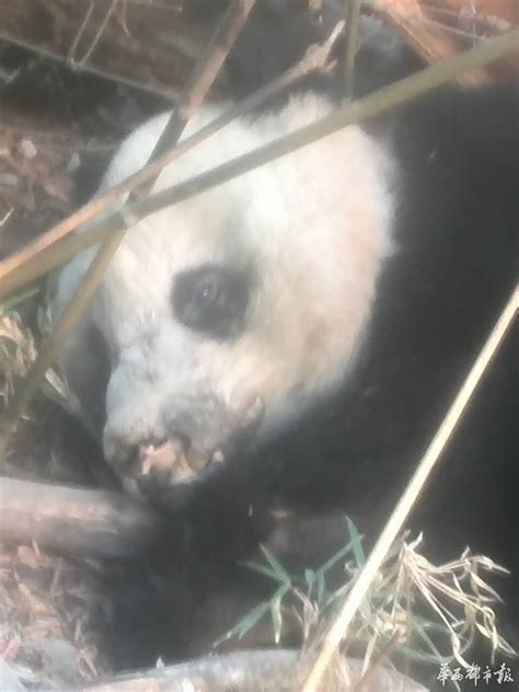 宝兴发现受伤野生大熊猫 “挂”着鼻涕患有感冒 - 四川 - 华西都市网新闻频道
