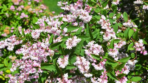 Summer Flowering Shrubs