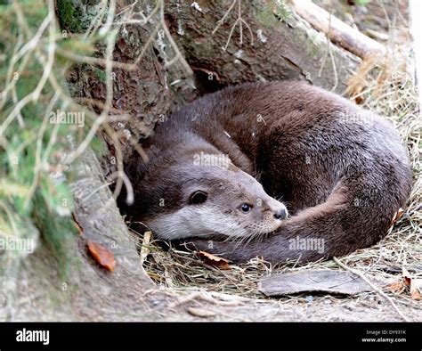 Otter Lutra lutra hairy-nosed otter mustelidae martens predators canids otters water predator ...