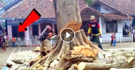Tree Felling Fails 的图像结果