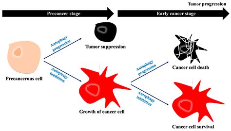 Molecular Interactions of Autophagy with the Immune System and Cancer