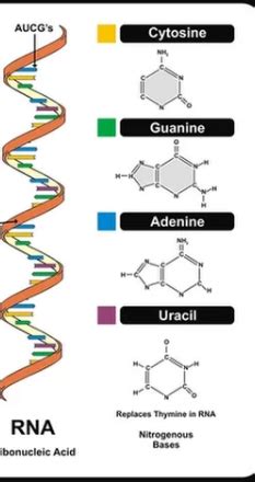 Image result for Complementary mRNA Strand
