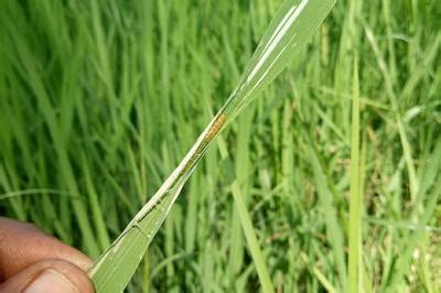 Don’t Let Sorghum Leaf Roller Roll Over Your Crops: Integrated Managem