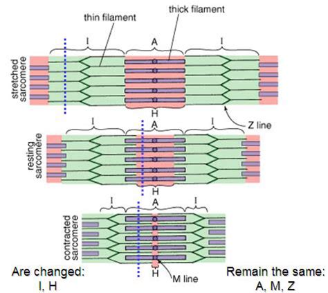 Image result for Muscle Fiber Z-Line