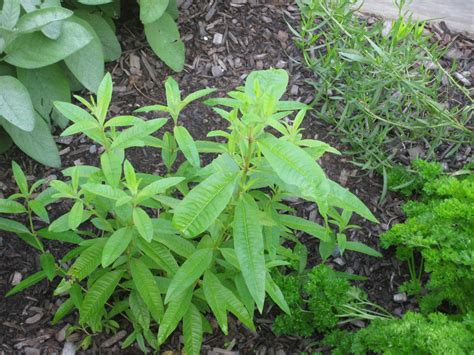 Lemon Verbena Bush