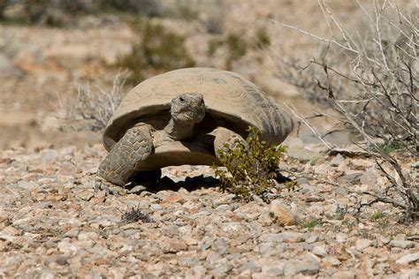 The Mojave Desert Shuffle | San Diego Zoo Wildlife Alliance