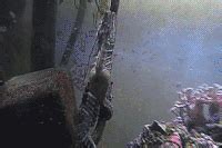 Fathers in seahorses become pregnant | Times Knowledge India