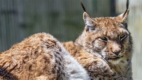 Wallpaper lynx, predator, fur, glance, animal, nature hd, picture, image