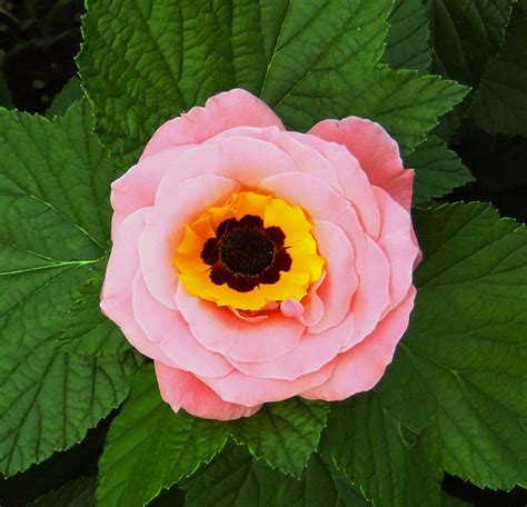 Raspberry Ripple 的图像结果