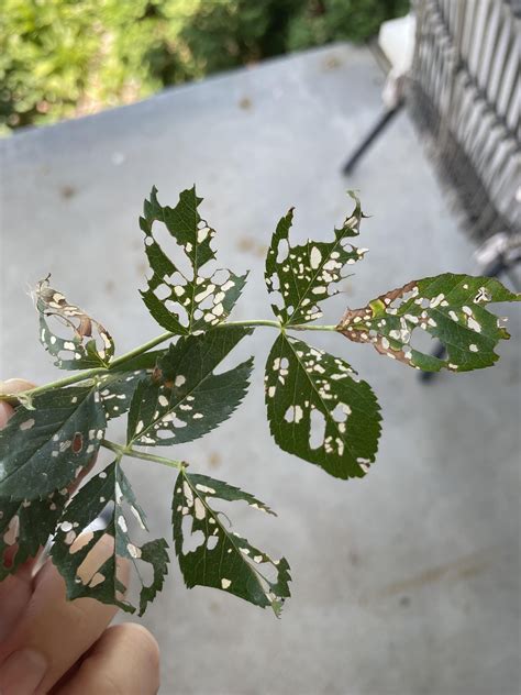 Blanched spots and holes in rose leaves? : r/gardening