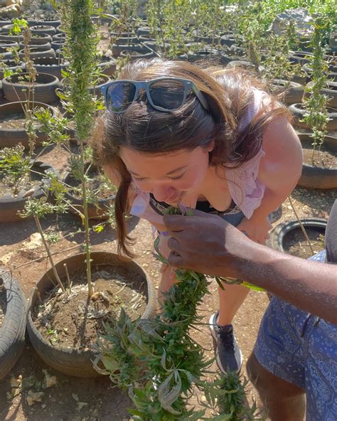 Weed Farm – Jamaica Guru