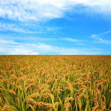 Cropped: How to Grow Heirloom Rice - Modern Farmer - can you grow rice from rice