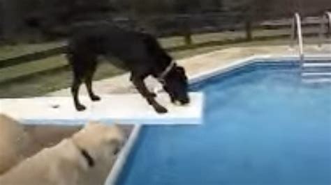 Image result for Labrador Force Fetch