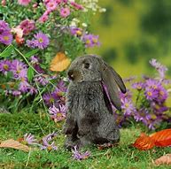 Image result for French Lop Colors