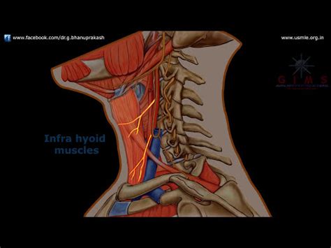 ANSA CERVICALIS-ANATOMY VIDEO LECTURES Video Lecture - MBBS