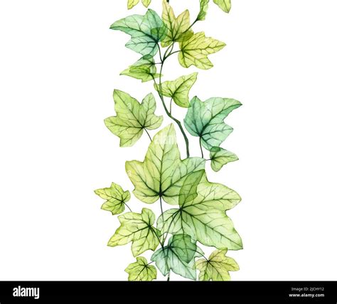 Ivy Vines Drawing at Christopher Schauer blog