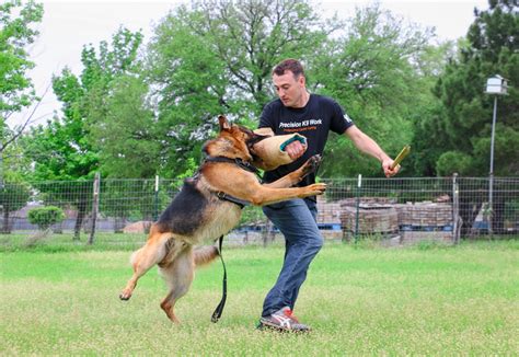 Protection Dog Training 的图像结果