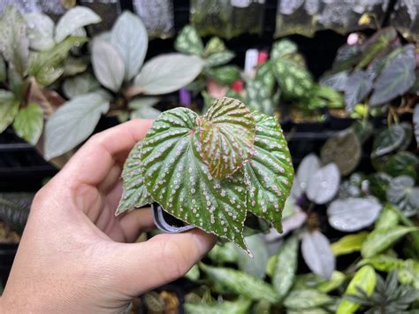 Begonia sp. Saripoi LA0813-2 - KZT PLANTS STORE