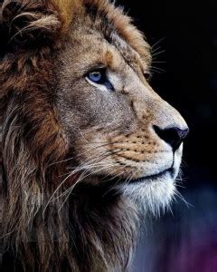 Wildlife Animal Lion Poster, Animal Posters for Room, Unframed, With ...