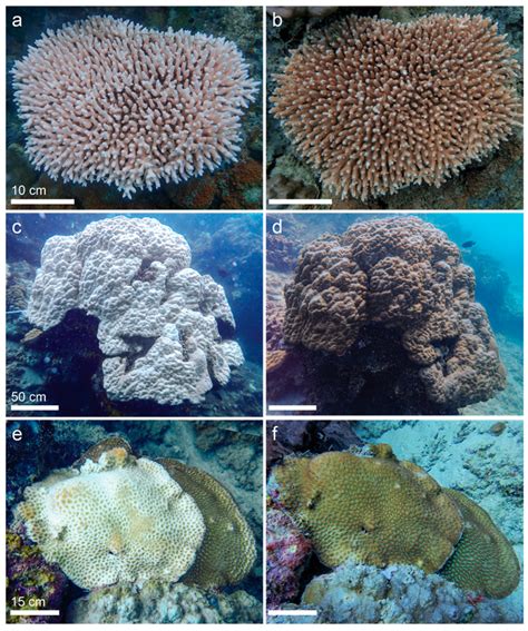 Coral Bleaching and Recovery on Urban Reefs off Jakarta, Indonesia ...