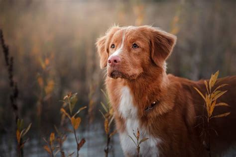 Image result for Dog Using Computer Meme