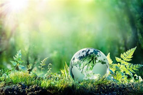 The Connection Between ‘Deep Ecology’ and Forest Bathing — An Darach Forest Therapy