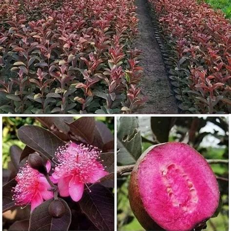Exoticsflora Red Malaysian Red Guava Rere Dwarf Varieties Fruit Plant ...