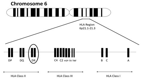Current Understanding of an Emerging Role of HLA-DRB1 Gene in ...