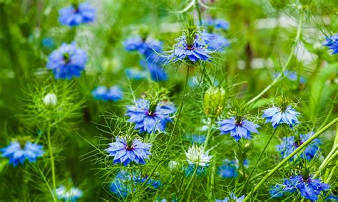 11 Deer-Resistant Annual Flowers - A-Z Animals